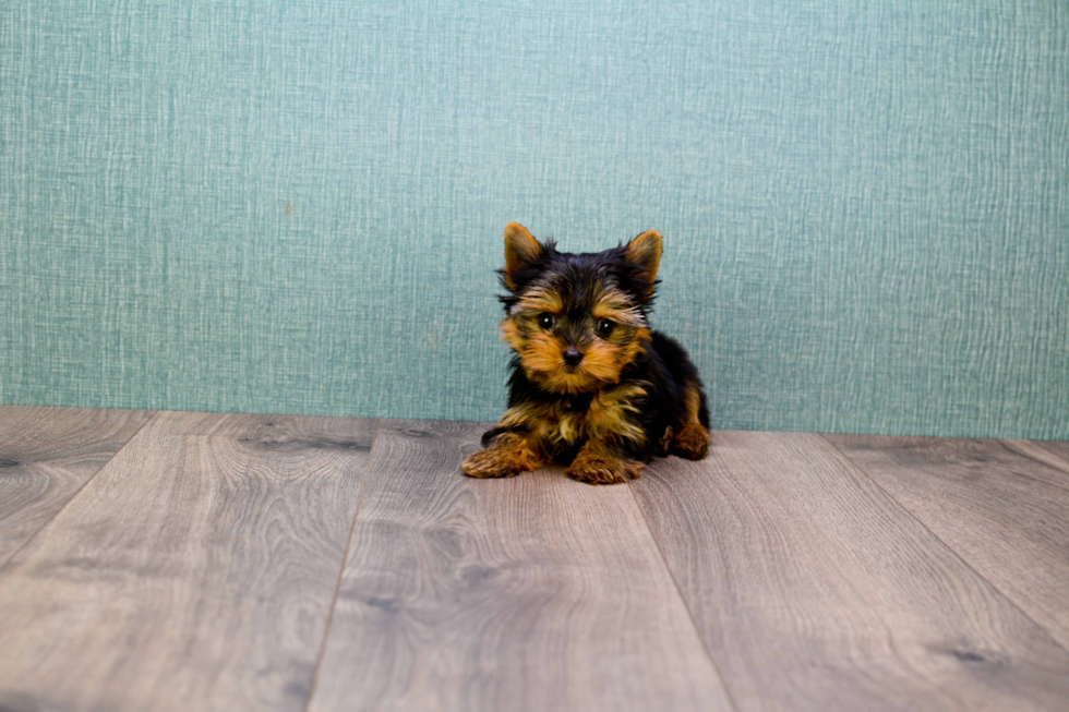 Meet Miss Perfection - our Yorkshire Terrier Puppy Photo 