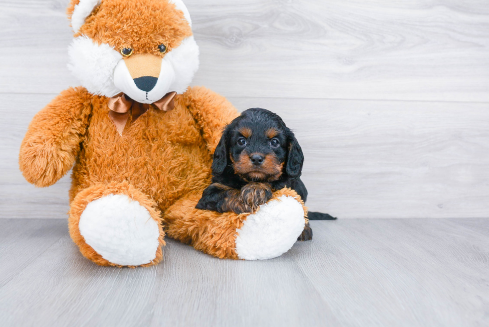 Friendly Cavapoo Baby