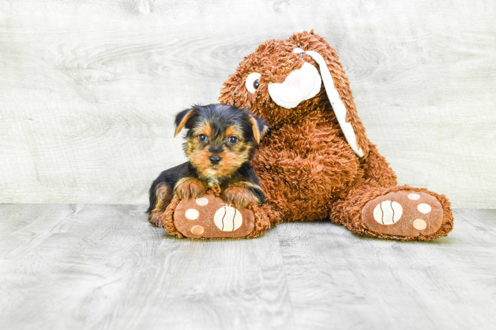 Meet Joey - our Yorkshire Terrier Puppy Photo 