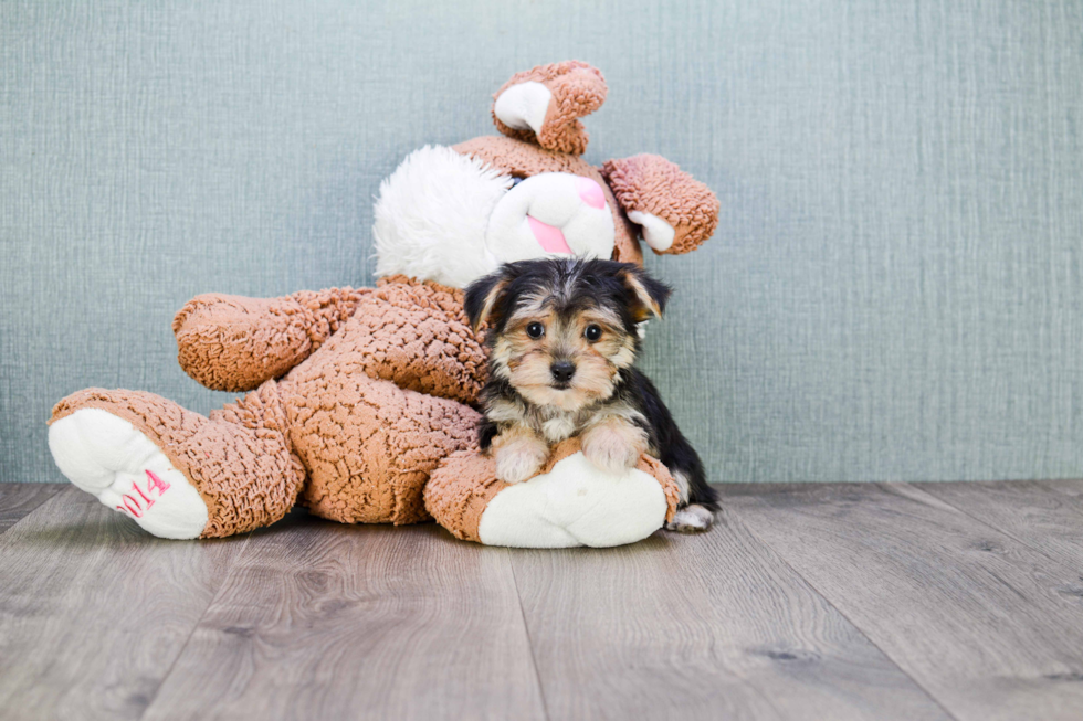 Petite Morkie Designer Pup