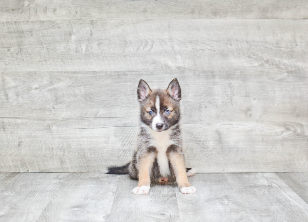 Pomsky Puppy for Adoption