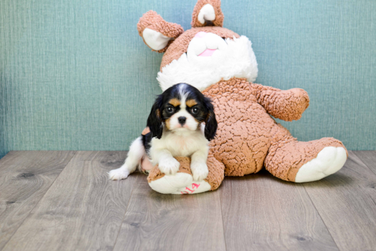 Fluffy Cavalier King Charles Spaniel Purebred Puppy