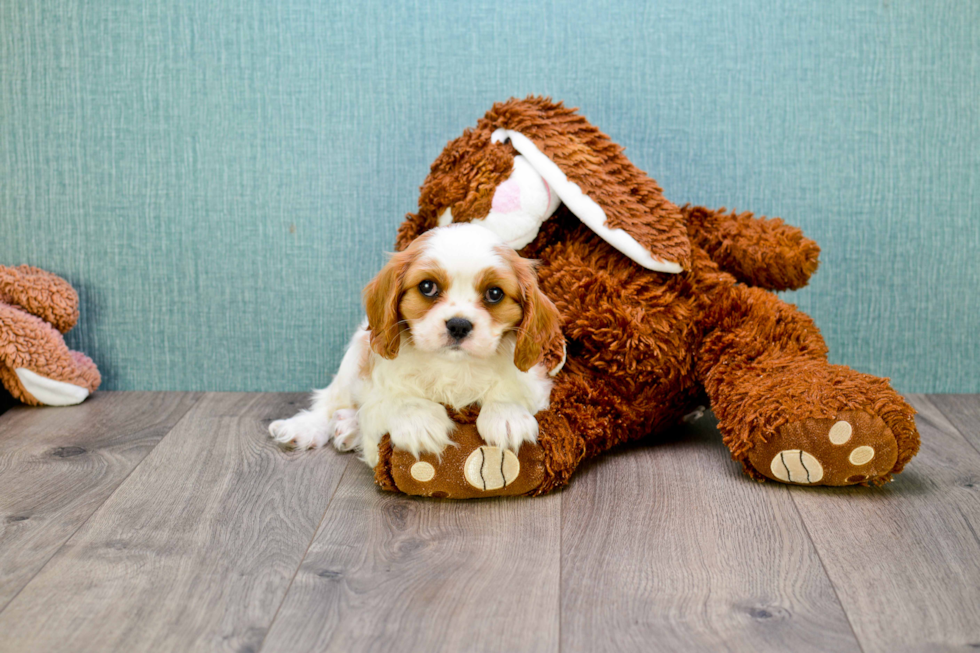 Cavalier King Charles Spaniel Puppy for Adoption