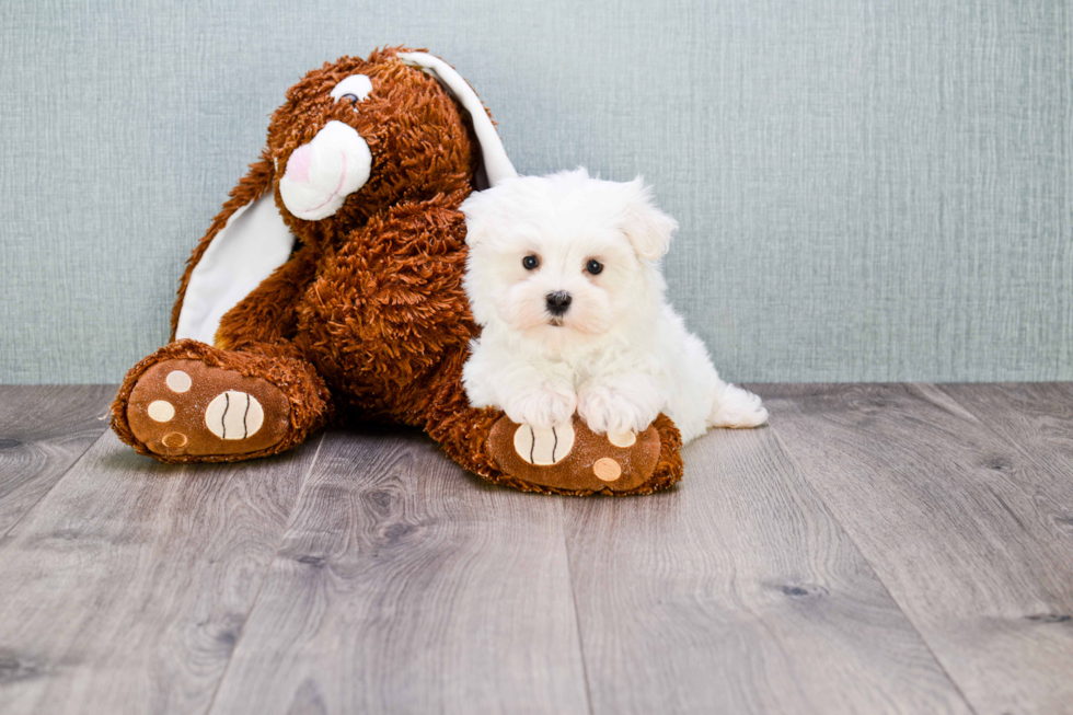 Hypoallergenic Maltese Baby