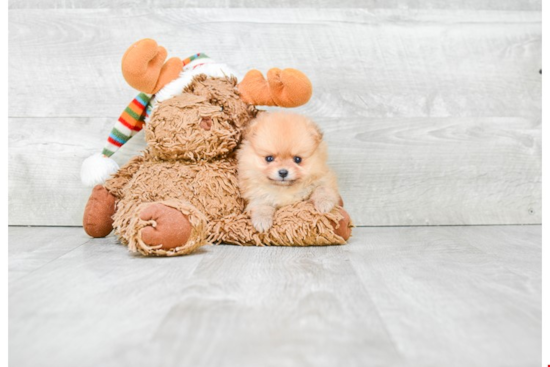 Pomeranian Pup Being Cute