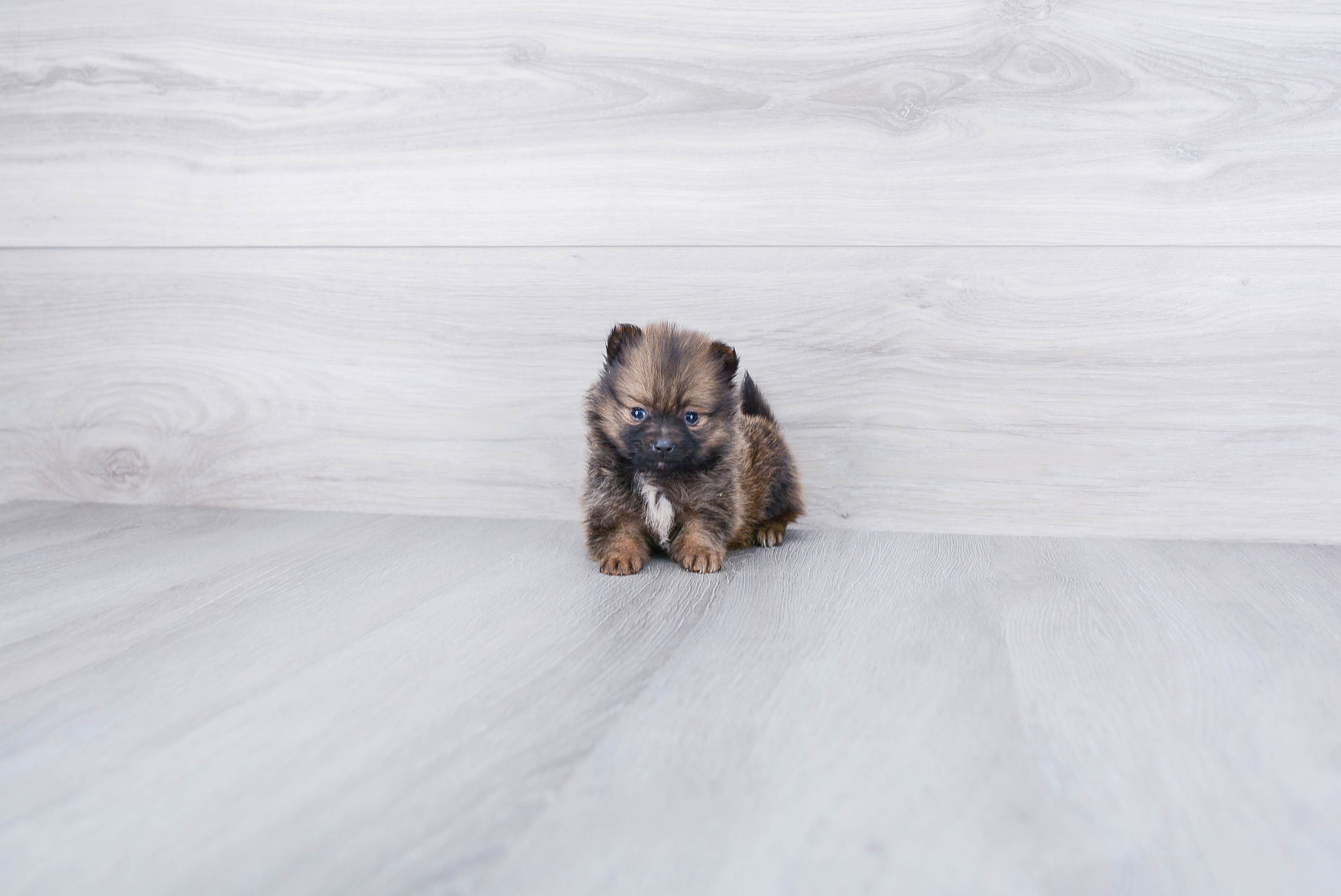 Funny Pomeranian Baby