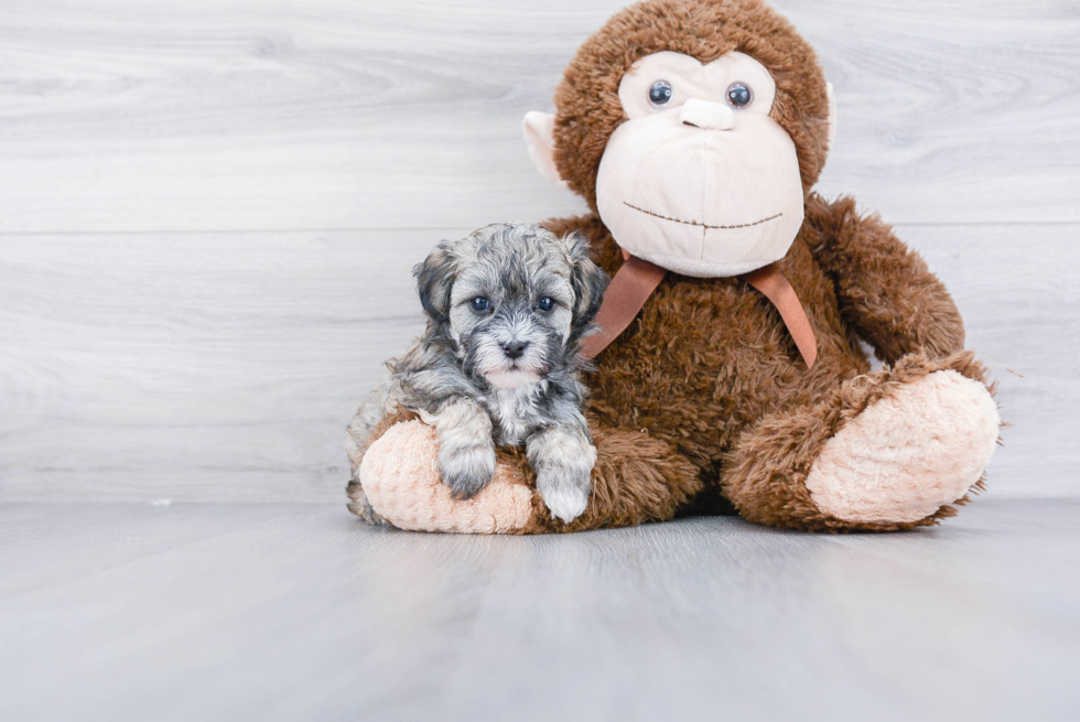 Best Maltipoo Baby