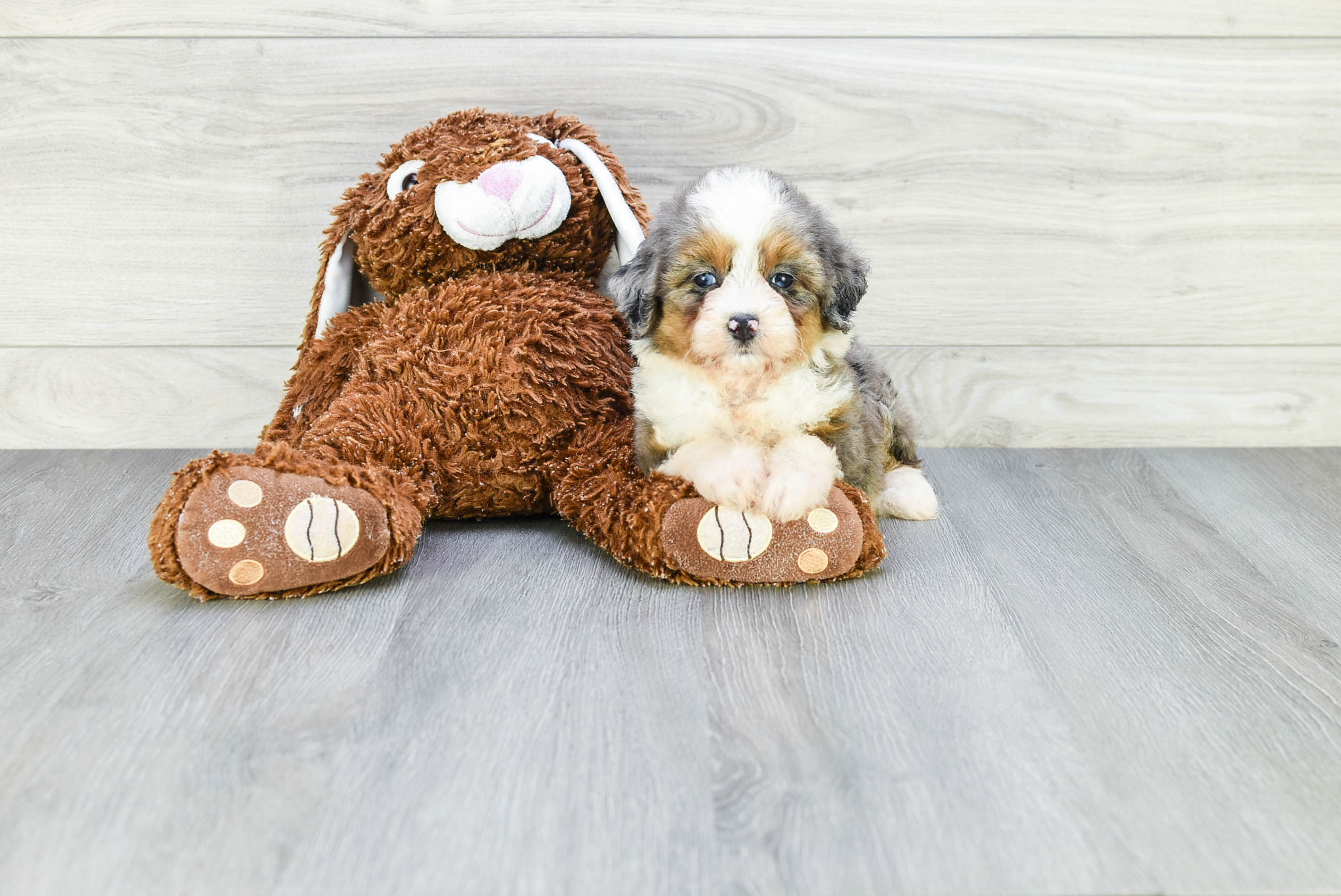 Mini Aussiedoodle Puppy for Adoption