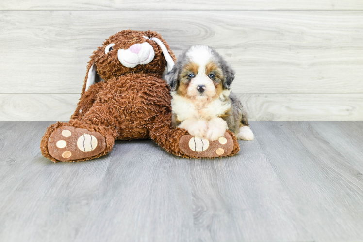 Mini Aussiedoodle Puppy for Adoption