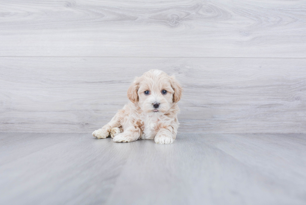 Maltipoo Pup Being Cute