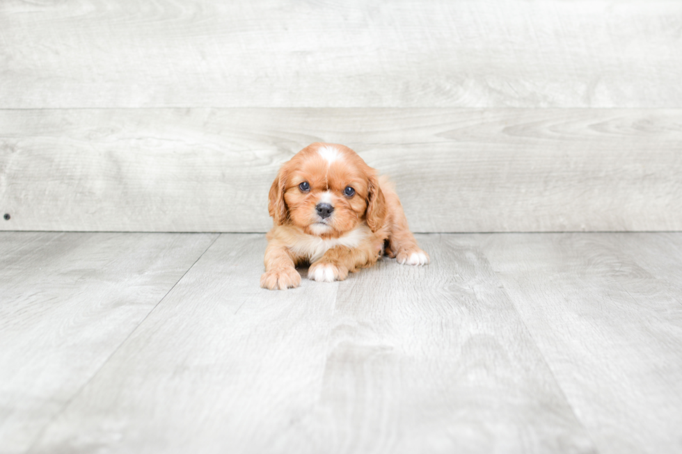 Small Cavalier King Charles Spaniel Purebred Pup