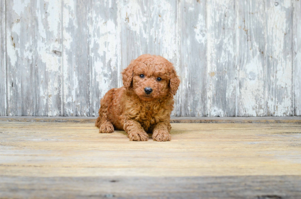 Adorable Golden Retriever Poodle Mix Puppy