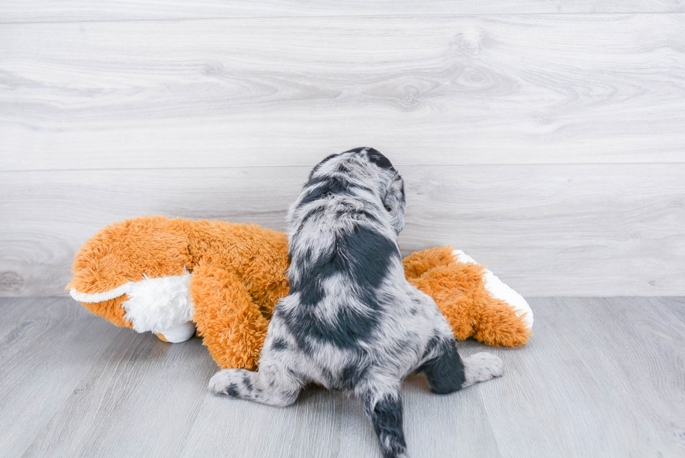 Popular Mini Labradoodle Poodle Mix Pup