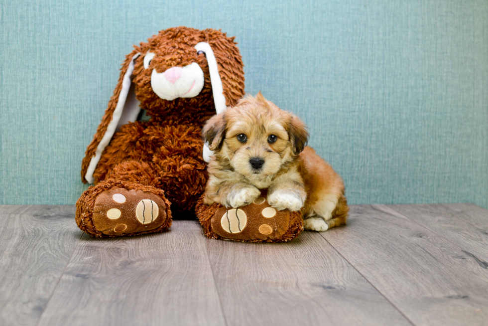 Best Morkie Baby