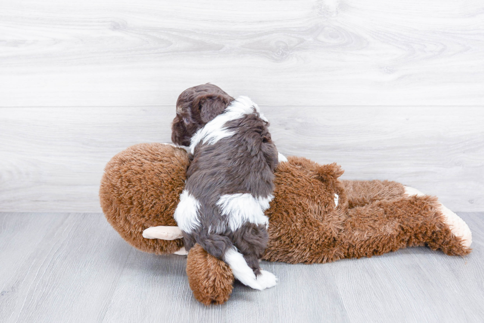 Cute Havanese Purebred Puppy