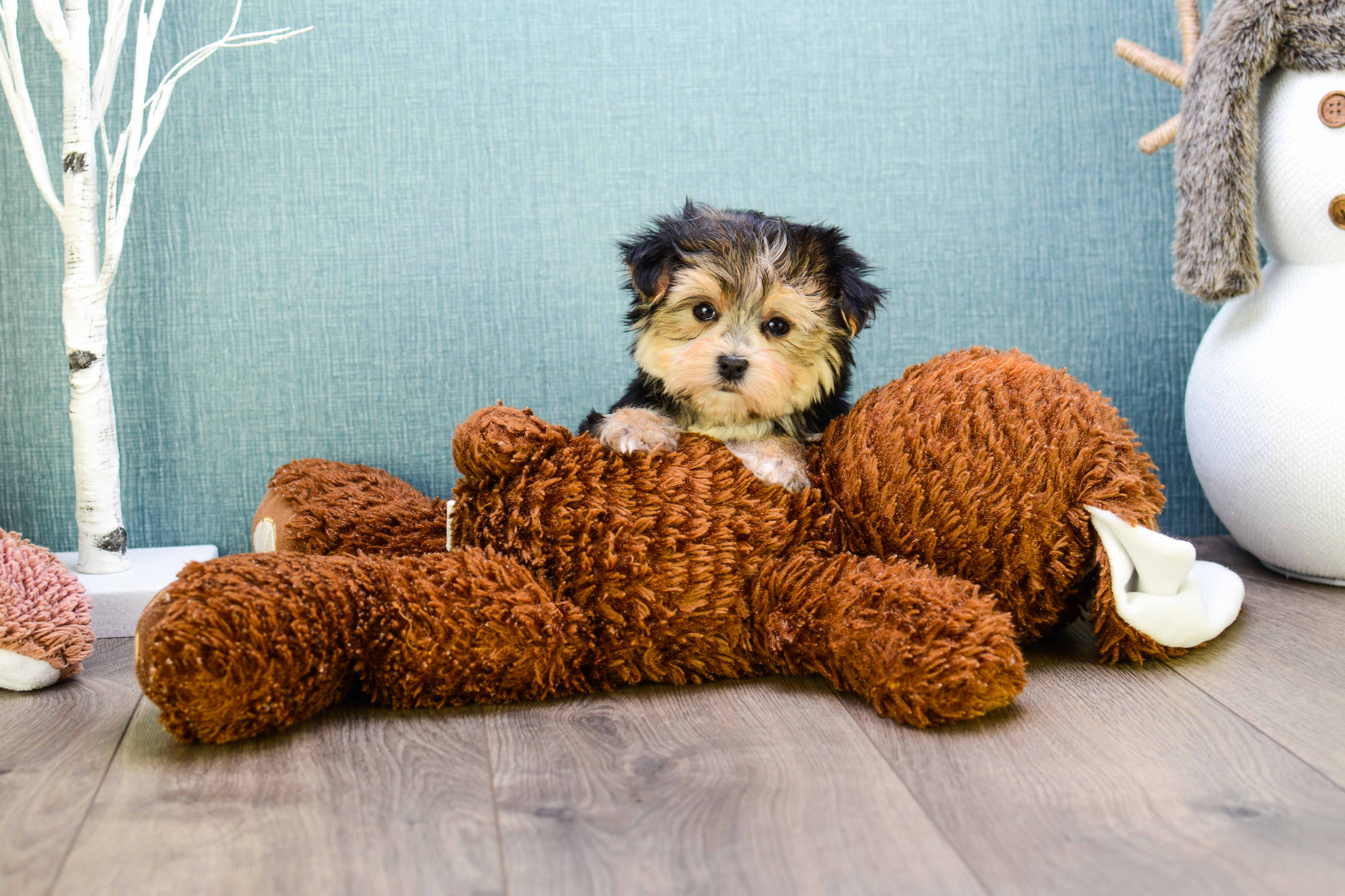 Morkie Pup Being Cute