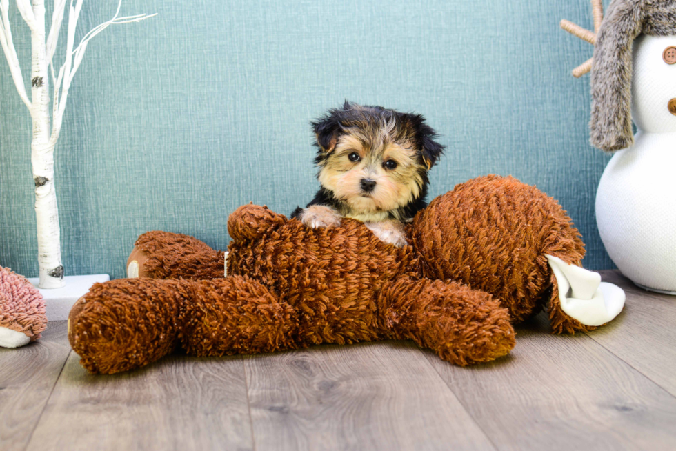 Morkie Pup Being Cute