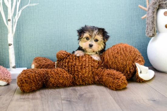 Morkie Pup Being Cute