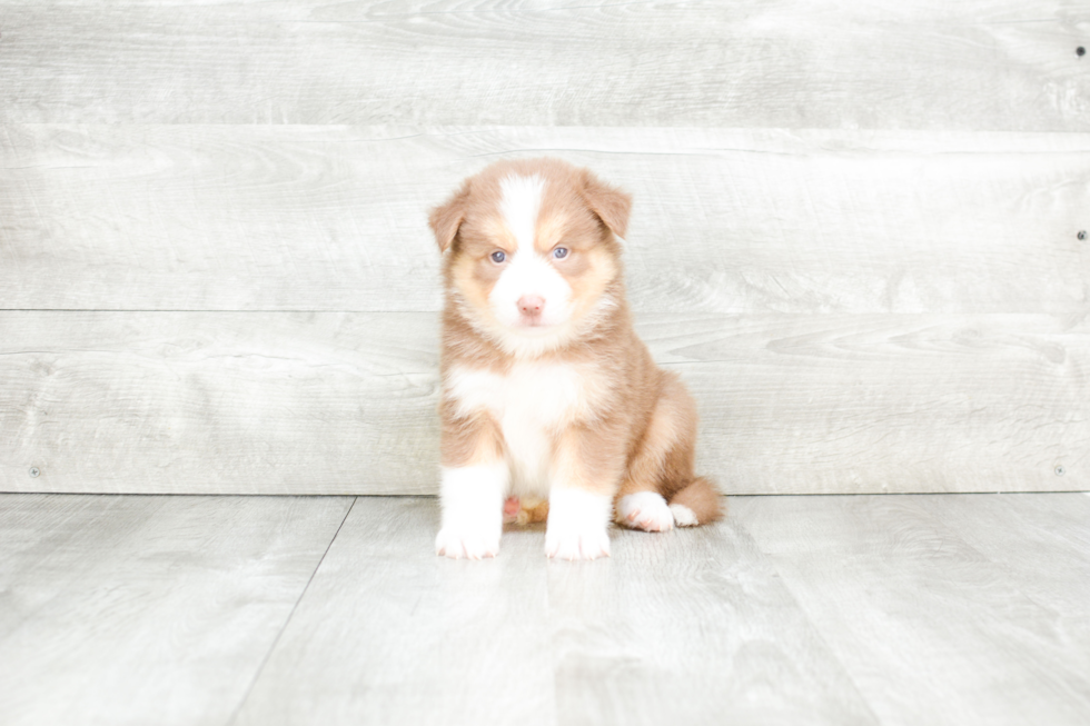 Pomsky Puppy for Adoption