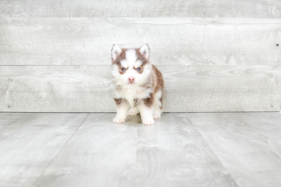 Pomsky Pup Being Cute