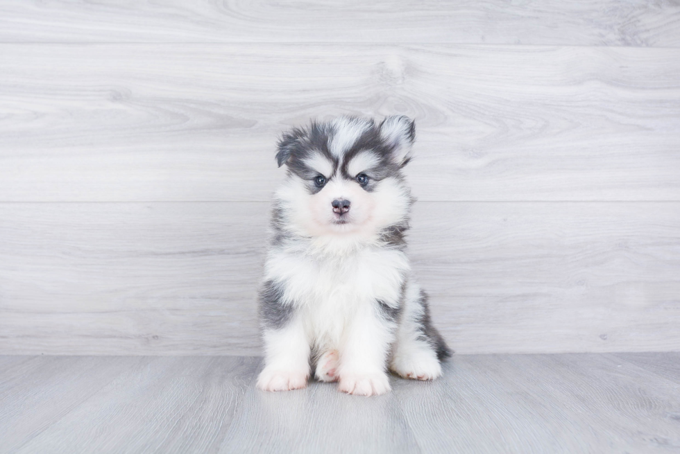 Fluffy Pomsky Designer Pup