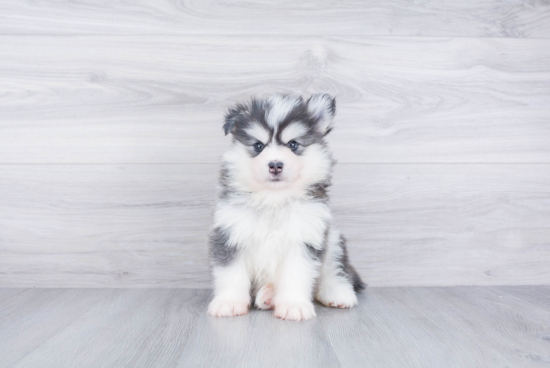 Fluffy Pomsky Designer Pup