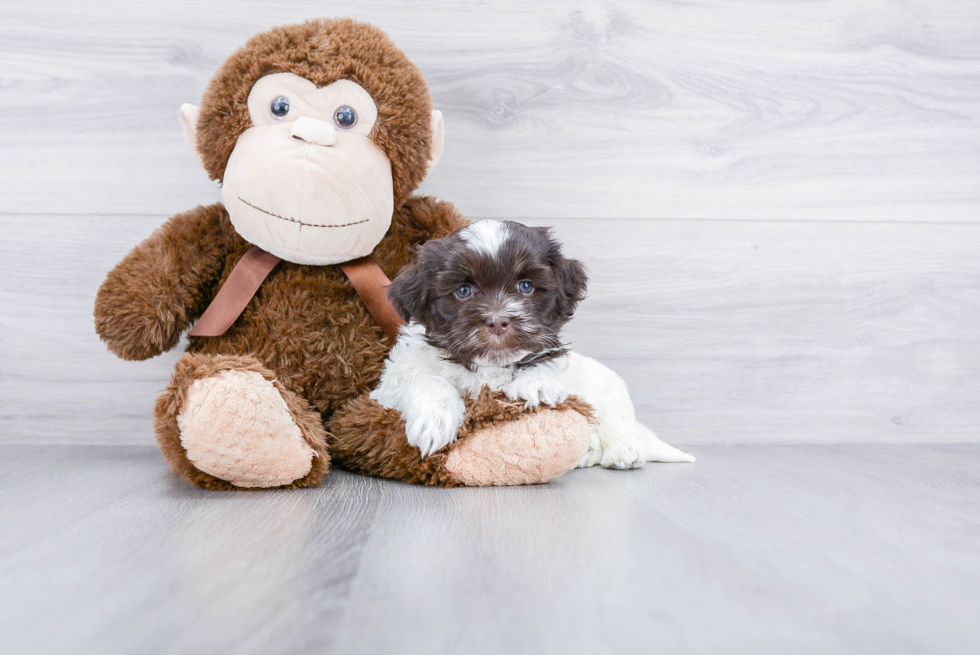 Havanese Pup Being Cute