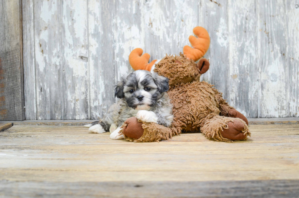 Happy Teddy Bear Baby