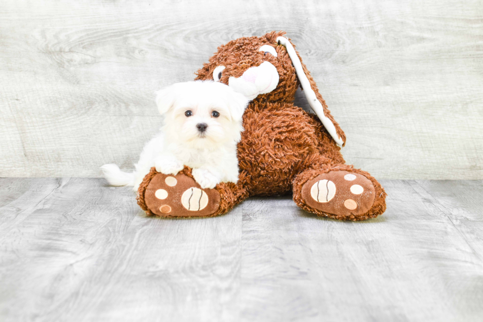 Little Maltese Purebred Pup