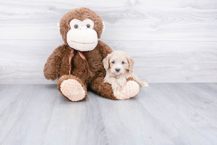 Cavapoo Pup Being Cute