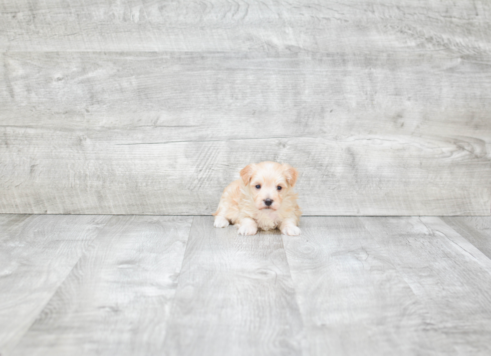 Small Maltipoo Baby