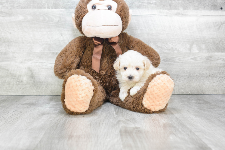 Maltipoo Pup Being Cute