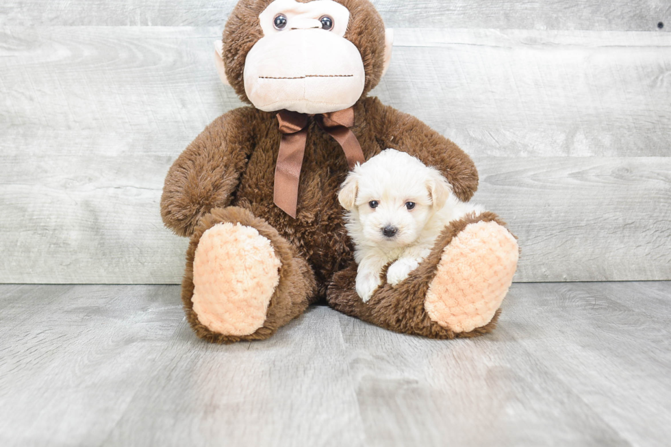Maltipoo Pup Being Cute