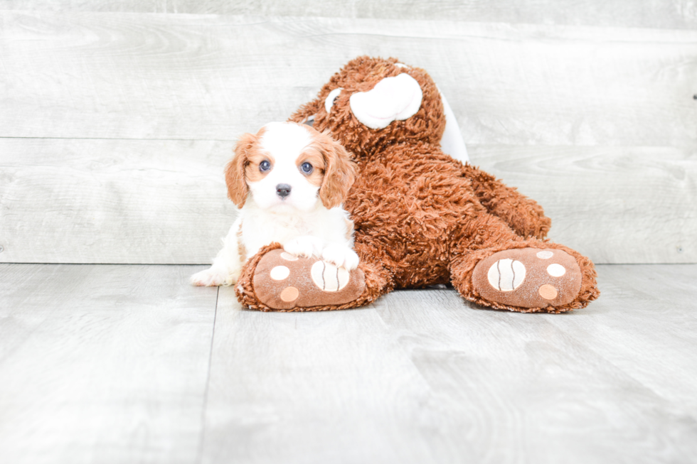 Cavalier King Charles Spaniel Puppy for Adoption