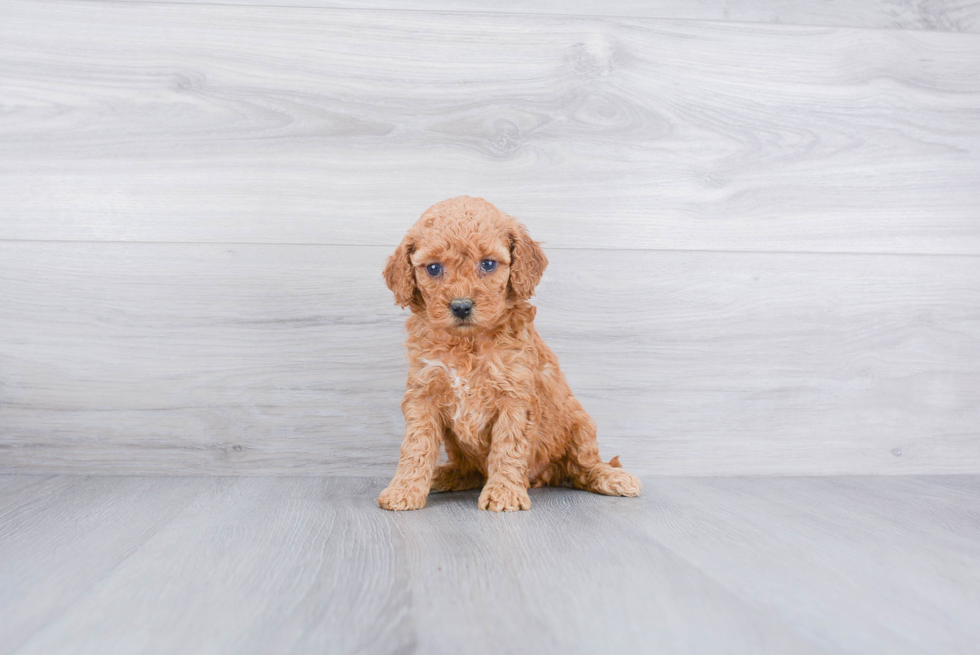 Friendly Cockapoo Baby