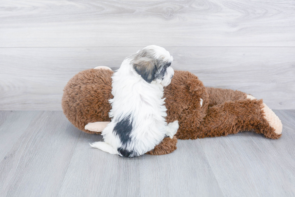 Havanese Pup Being Cute