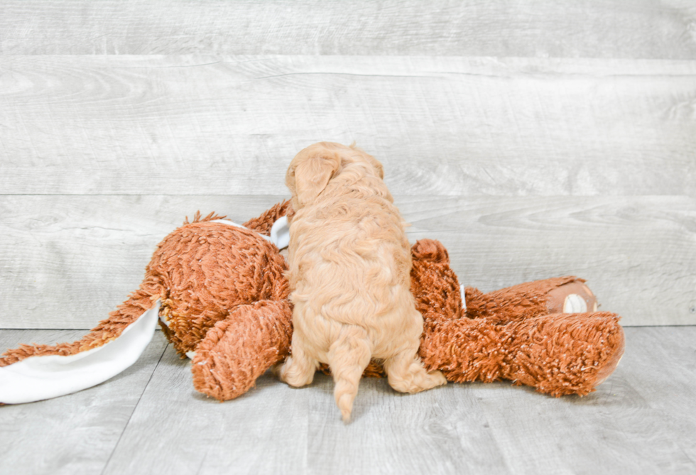 Cute Cavapoo Baby