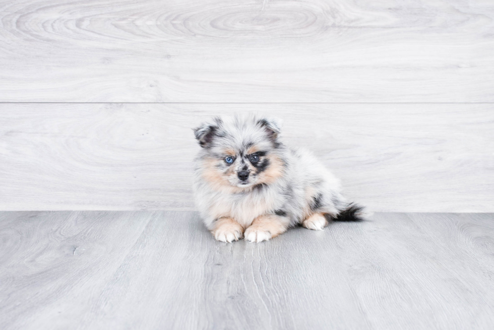 Petite Pomeranian Purebred Puppy