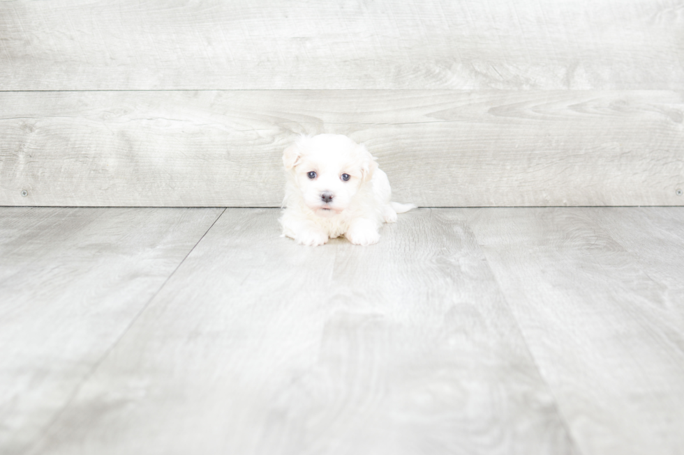 Friendly Havanese Baby