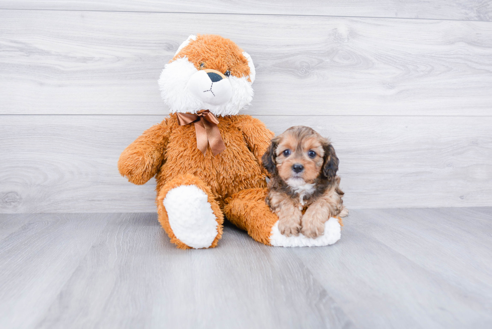 Friendly Cavapoo Baby