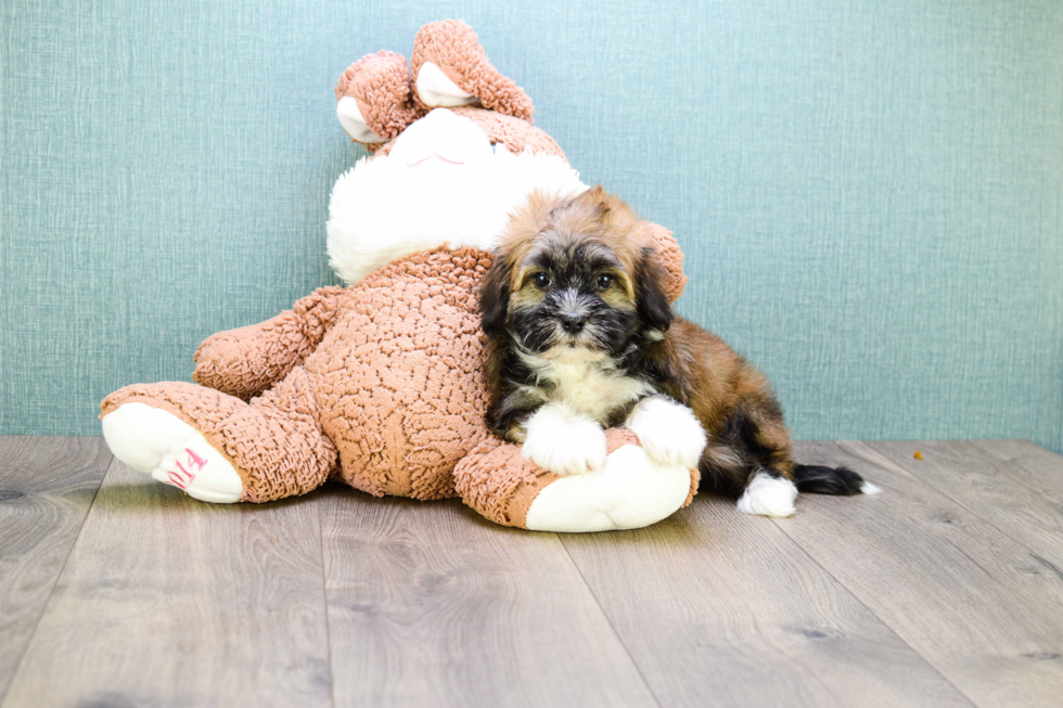 Havanese Pup Being Cute