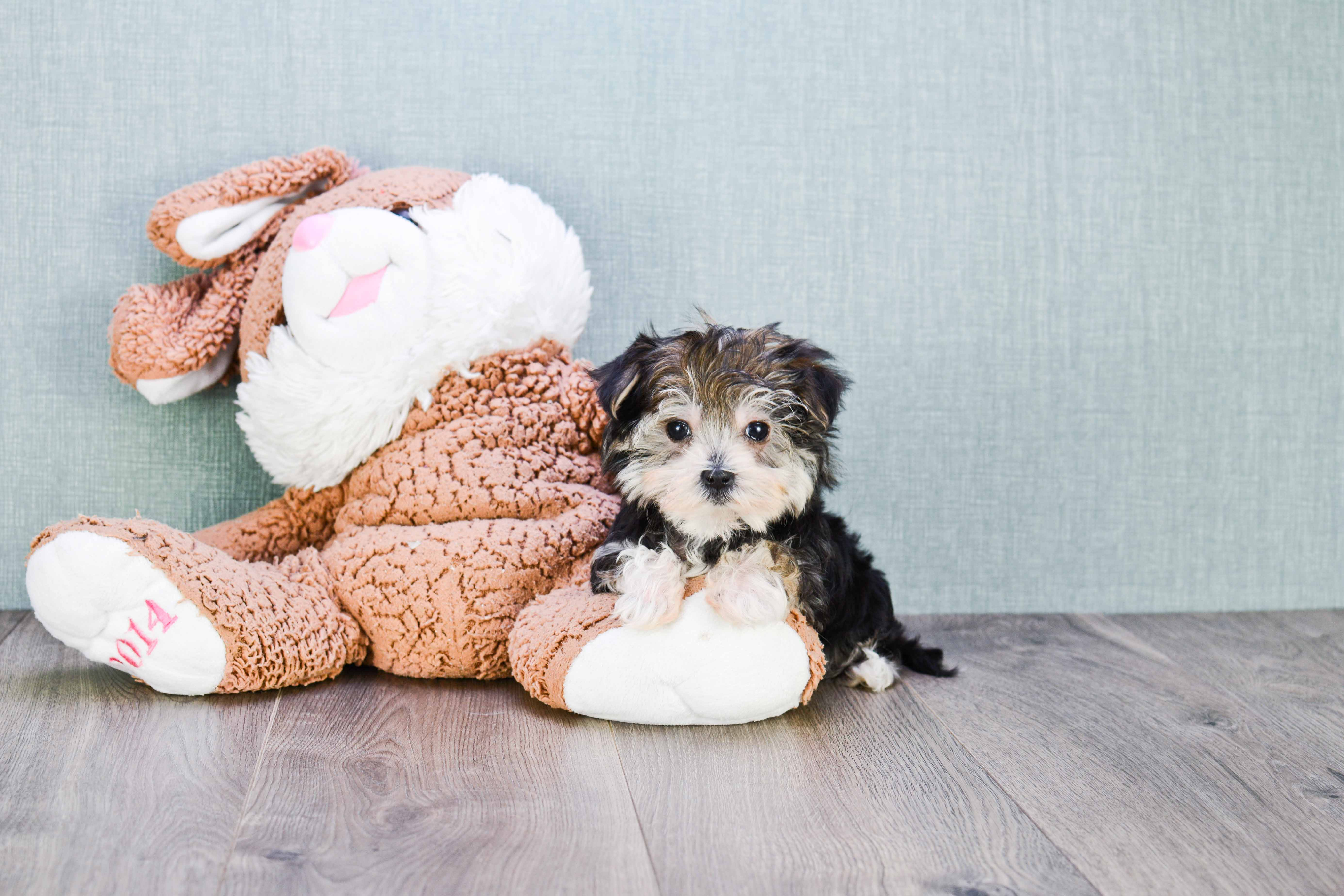 Morkie Puppy for Adoption
