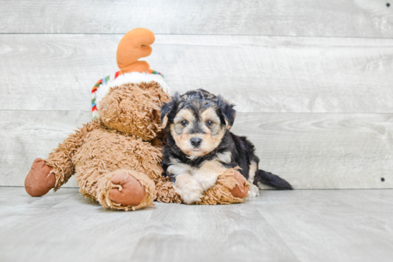 Morkie Pup Being Cute