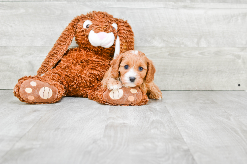 Energetic Cavoodle Poodle Mix Puppy