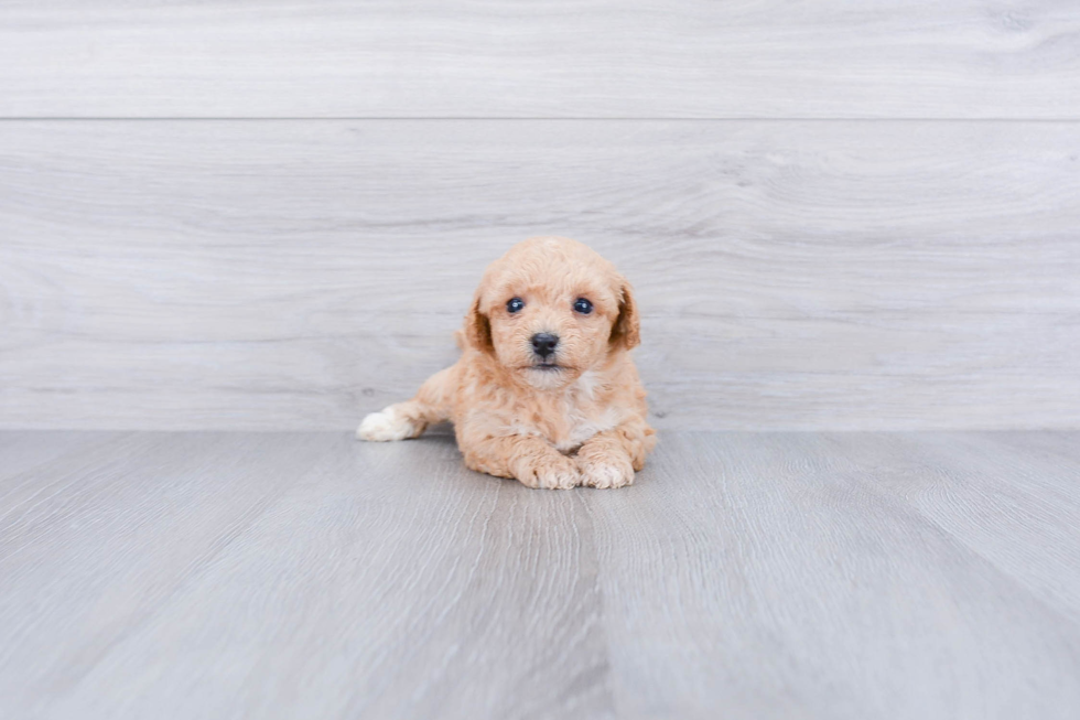 Friendly Maltipoo Baby