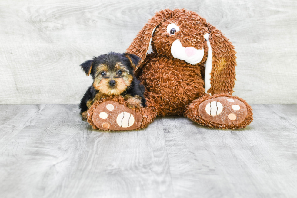 Meet Izzie - our Yorkshire Terrier Puppy Photo 