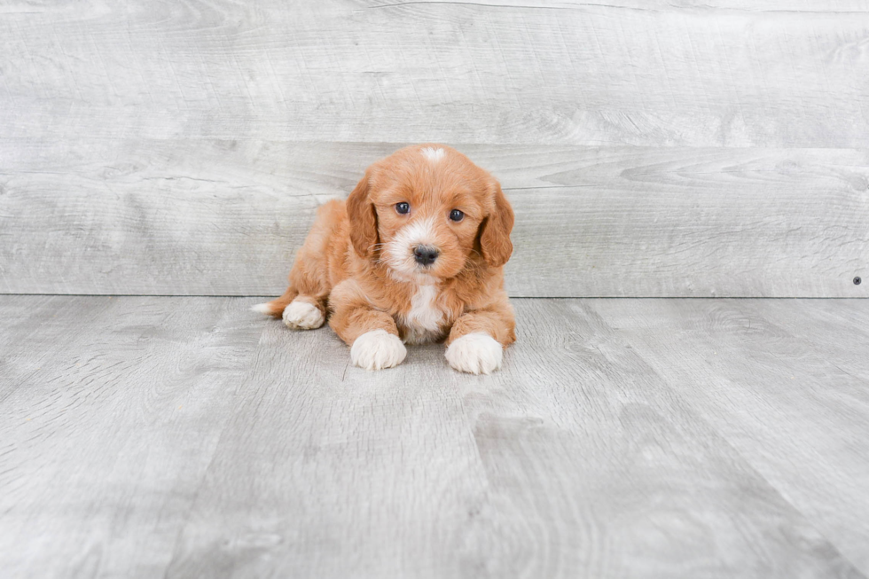 Best Mini Goldendoodle Baby