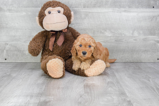 Happy Mini Goldendoodle Baby