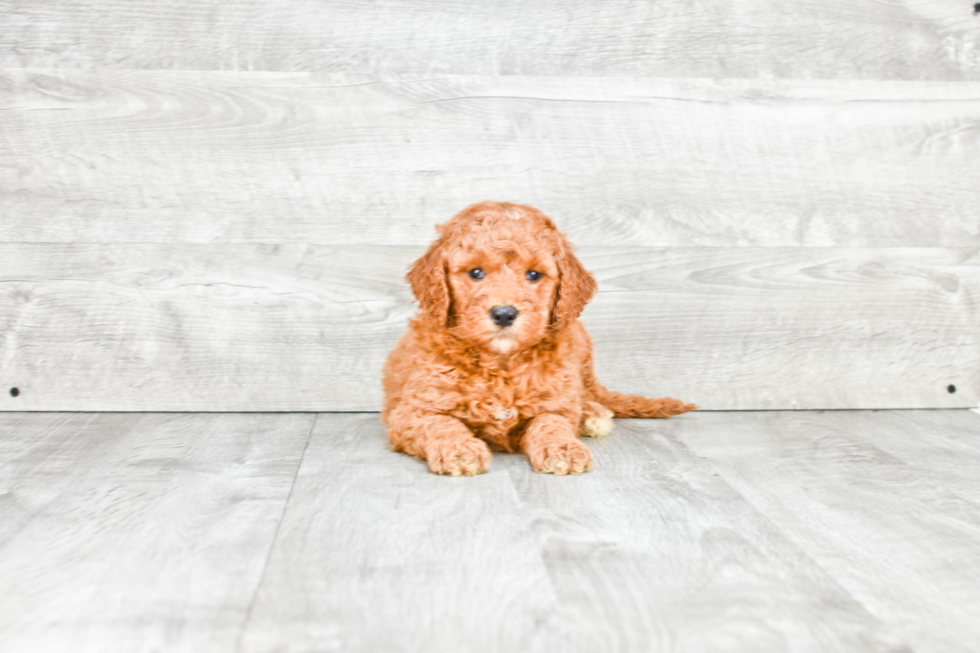 Popular Mini Goldendoodle Poodle Mix Pup