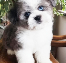 Saussie Puppies For Sale - Premier Pups